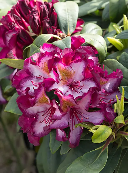 675340 - Large-flowered rhododendron hybrid (Rhododendron Pushy Purple)