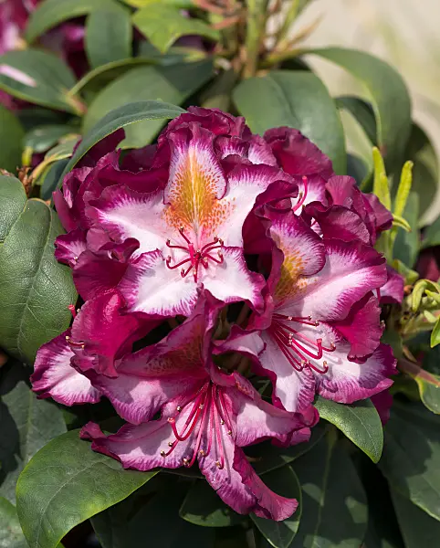 675343 - Large-flowered rhododendron hybrid (Rhododendron Pushy Purple)