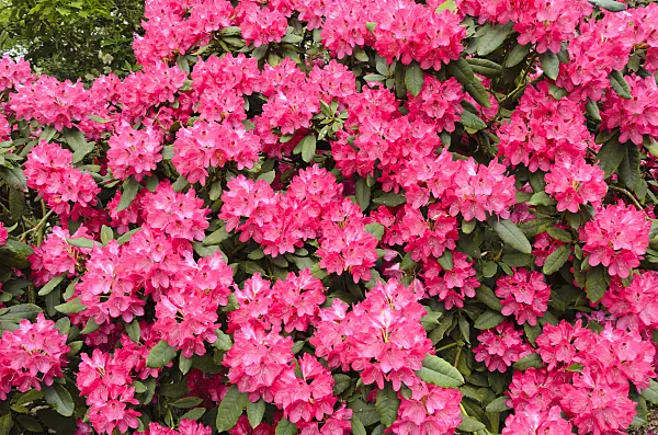 520398 - Large-flowered rhododendron hybrid (Rhododendron Ronsdorf)