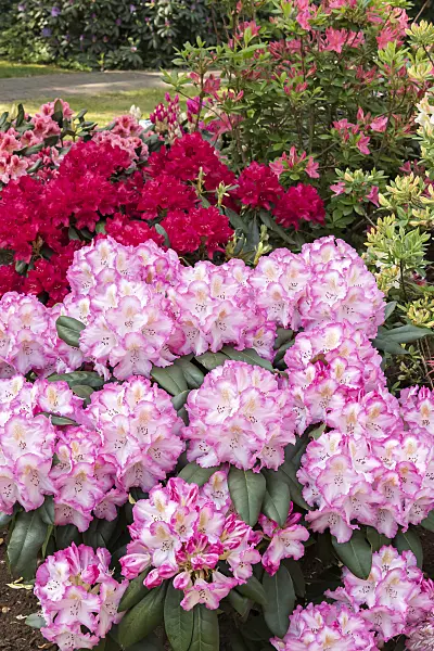 638280 - Large-flowered rhododendron hybrid (Rhododendron Saskia)