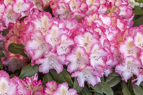 638282 - Large-flowered rhododendron hybrid (Rhododendron Saskia)