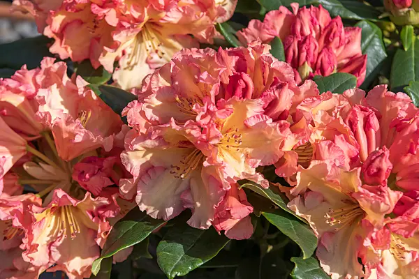 664371 - Large-flowered rhododendron hybrid (Rhododendron Showgirl)
