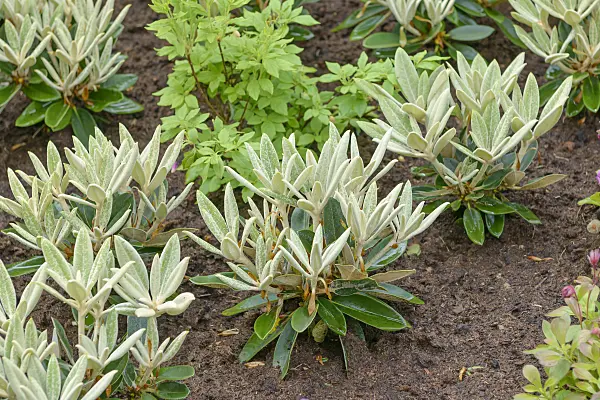 558228 - Large-flowered rhododendron hybrid (Rhododendron Silvervelours)