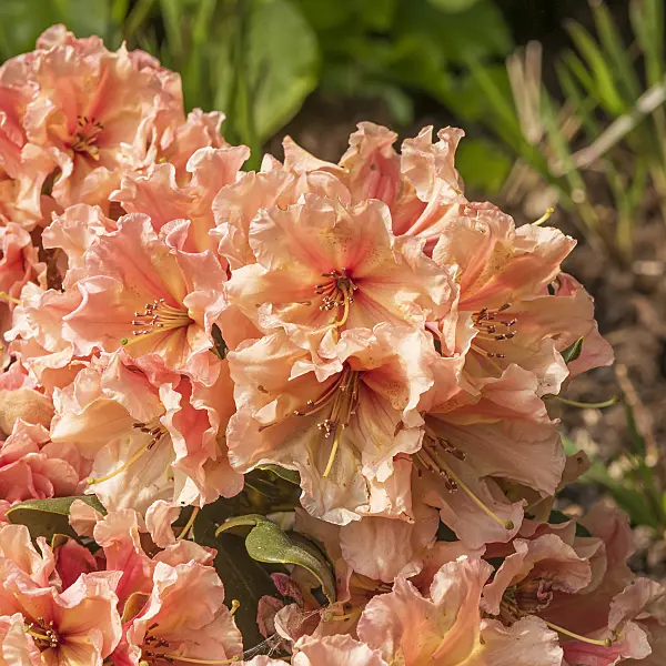 625344 - Large-flowered rhododendron hybrid (Rhododendron Sun Glory)