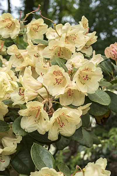 638296 - Large-flowered rhododendron hybrid (Rhododendron Viscy)