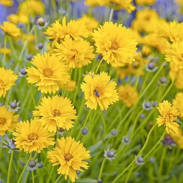 502160 - Large-flowered tickseed (Coreopsis grandiflora 'Sunray')