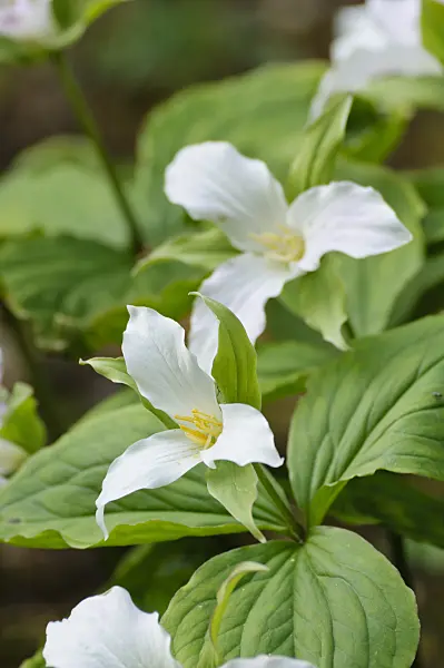 471343 - Large flowered trillium (Trillium grandiflorum)