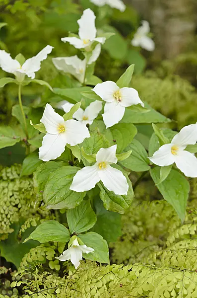 556026 - Large flowered trillium (Trillium grandiflorum)