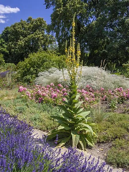 402228 - Large flowering mullein (Verbascum densiflorum)