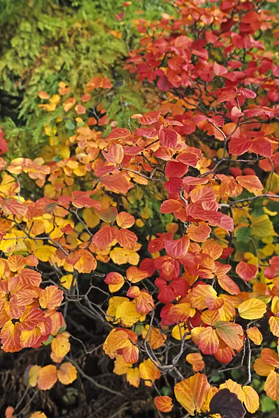 383061 - Large fothergilla (Fothergilla major)