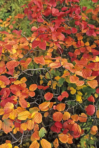 383062 - Large fothergilla (Fothergilla major)