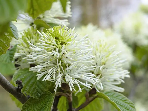 437175 - Large fothergilla (Fothergilla major)