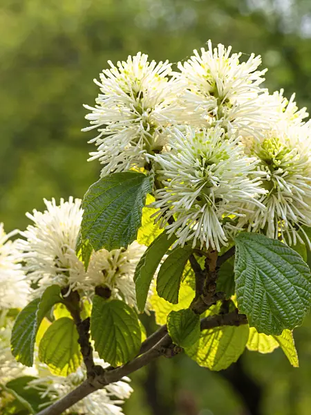 437187 - Large fothergilla (Fothergilla major)
