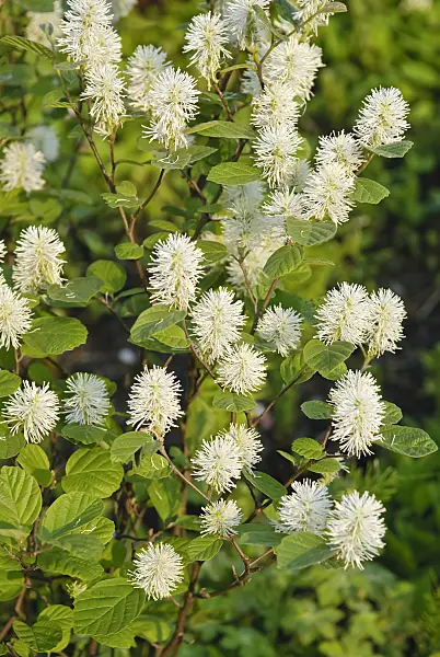 502204 - Large fothergilla (Fothergilla major)
