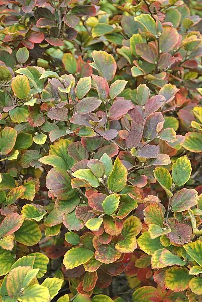 502205 - Large fothergilla (Fothergilla major)