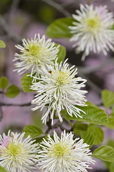 520119 - Large fothergilla (Fothergilla major)