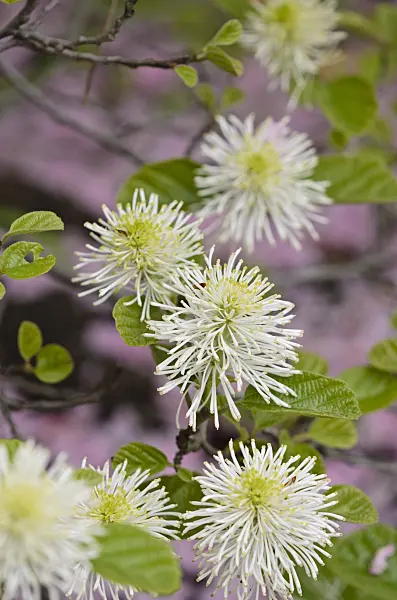 520120 - Large fothergilla (Fothergilla major)