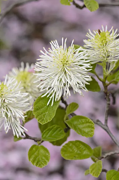 520121 - Large fothergilla (Fothergilla major)