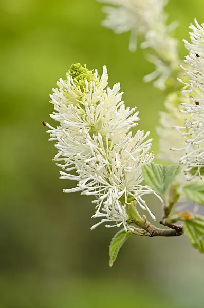 531194 - Large fothergilla (Fothergilla major)
