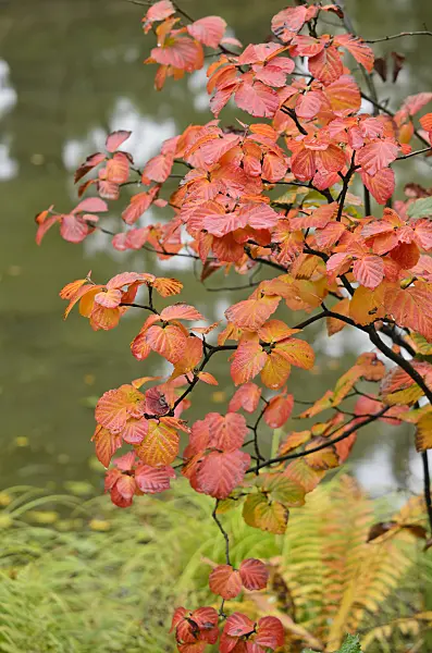 549110 - Large fothergilla (Fothergilla major)