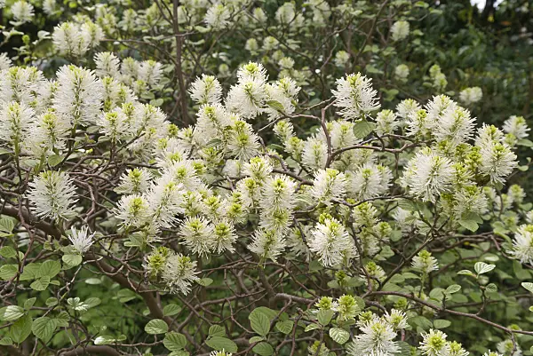 601045 - Large fothergilla (Fothergilla major)
