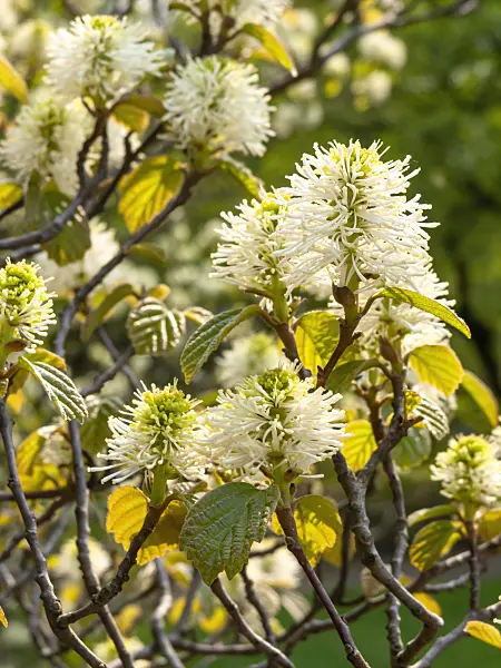 437188 - Large fothergilla (Fothergilla major 'Monticola' syn. Fothergilla monticola)