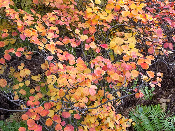 465209 - Large fothergilla (Fothergilla major 'Monticola' syn. Fothergilla monticola)
