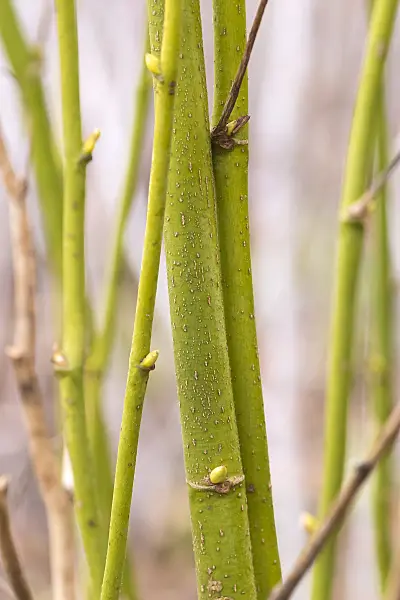 638365 - Large-leaved lime (Tilia platyphyllos 'Aurea')