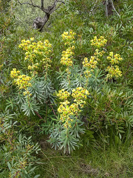 424112 - Large Mediterranean spurge (Euphorbia characias)