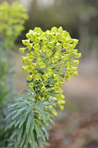 553067 - Large Mediterranean spurge (Euphorbia characias)