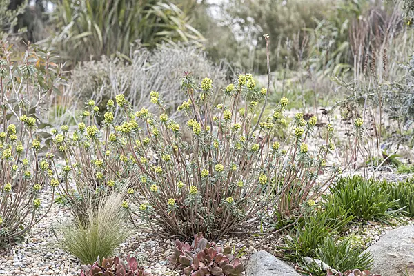 625193 - Large Mediterranean spurge (Euphorbia characias)
