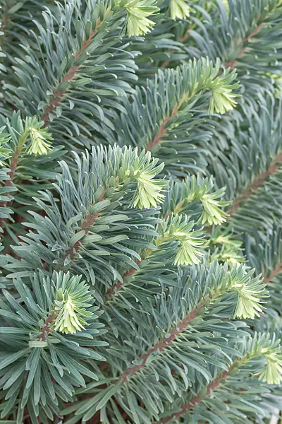 664145 - Large Mediterranean spurge (Euphorbia characias)