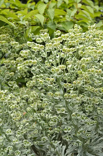 508155 - Large Mediterranean spurge (Euphorbia characias 'Glacier Blue')