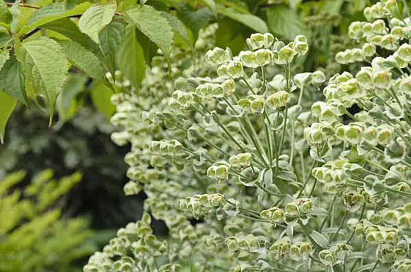 508156 - Large Mediterranean spurge (Euphorbia characias 'Glacier Blue')