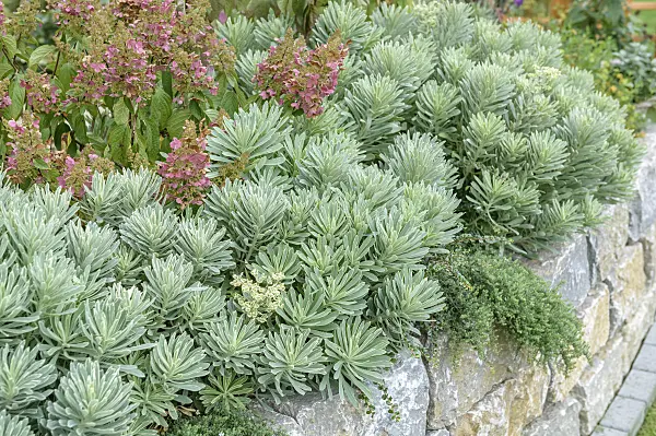 593078 - Large Mediterranean spurge (Euphorbia characias 'Silver Swan')