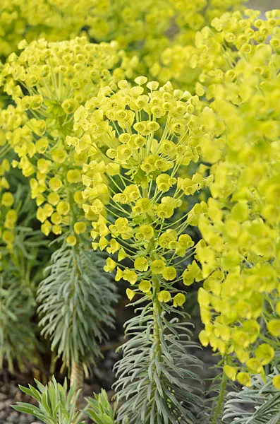 531209 - Large Mediterranean spurge (Euphorbia characias subsp. wulfenii)