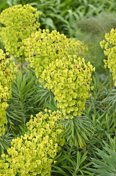 533410 - Large Mediterranean spurge (Euphorbia characias subsp. wulfenii)