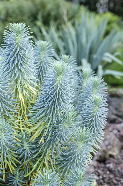 593080 - Large Mediterranean spurge (Euphorbia characias subsp. wulfenii)