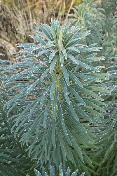 607260 - Large Mediterranean spurge (Euphorbia characias subsp. wulfenii)
