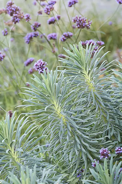 638098 - Large Mediterranean spurge (Euphorbia characias subsp. wulfenii)