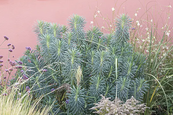 638099 - Large Mediterranean spurge (Euphorbia characias subsp. wulfenii)