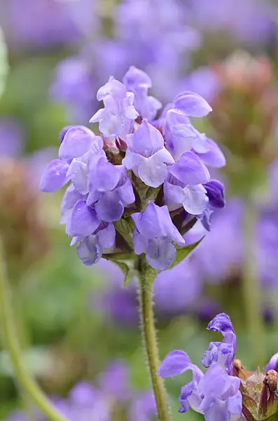 534010 - Large self-heal (Prunella grandiflora)