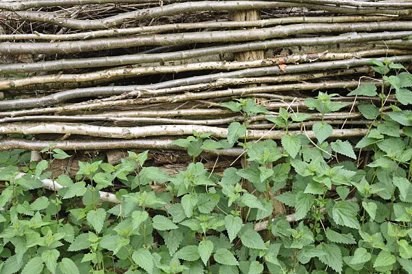 472431 - Large stinging nettle (Urtica dioica)