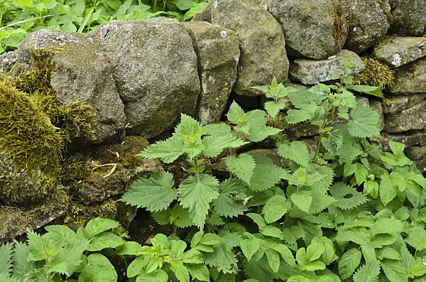 533500 - Large stinging nettle (Urtica dioica) at a mossy stone wall