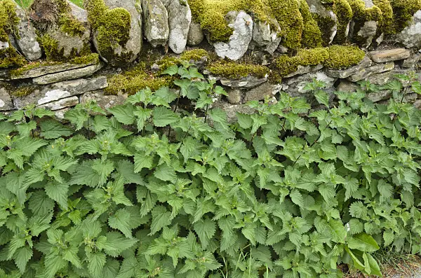 533501 - Large stinging nettle (Urtica dioica) at a mossy stone wall