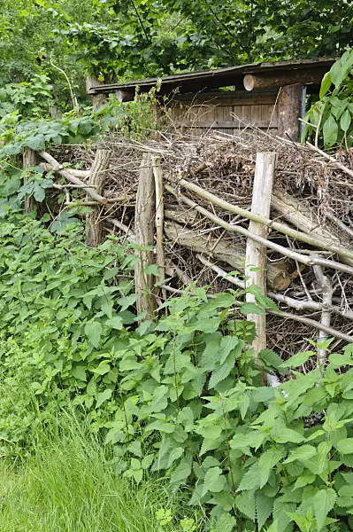 472430 - Large stinging nettle (Urtica dioica) with Benjes hedge