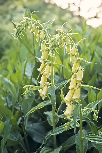 390172 - Large yellow foxglove (Digitalis grandiflora)