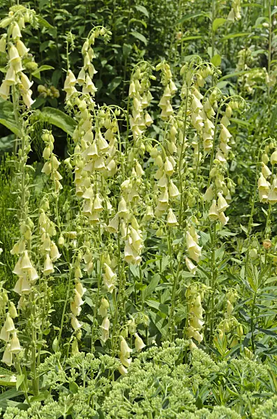497056 - Large yellow foxglove (Digitalis grandiflora)