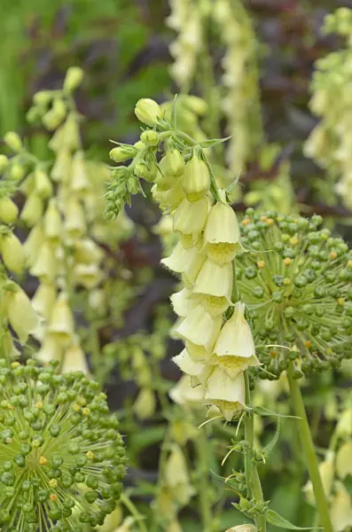 497084 - Large yellow foxglove (Digitalis grandiflora)