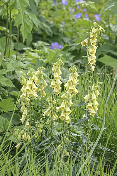 651216 - Large yellow foxglove (Digitalis grandiflora)